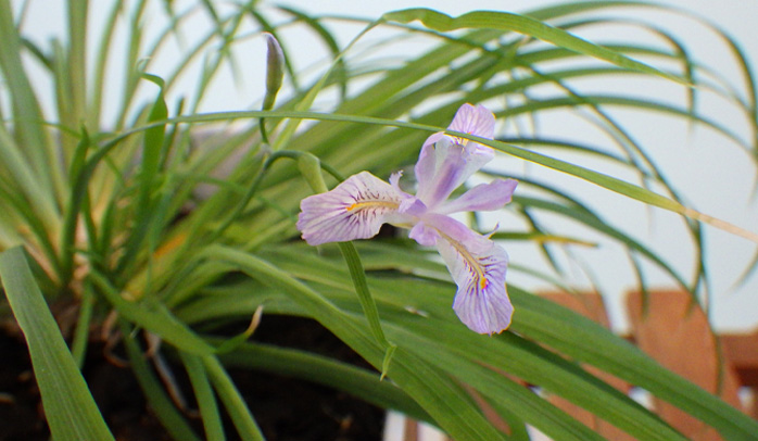 郡山市の花「ハナカツミ」の初開花
